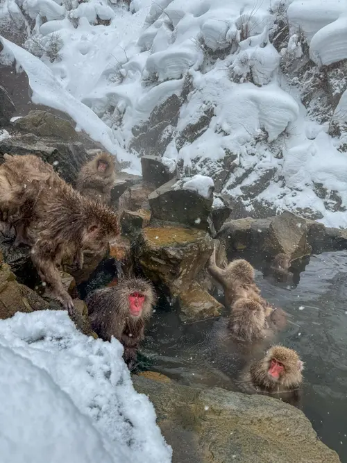 Pozorovanie snežných opíc v teplých prameňoch