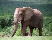 Addo Elephant NP