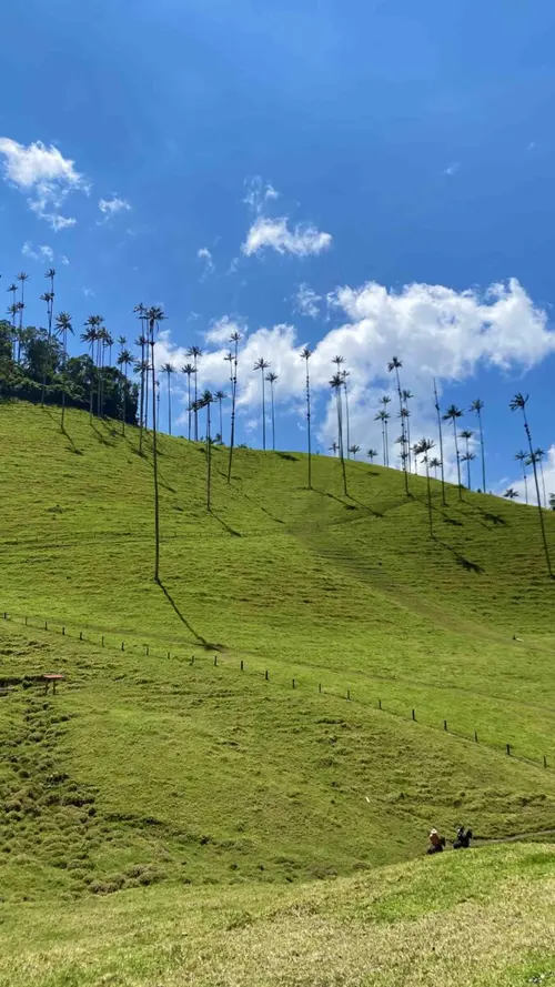 Valle del Cocora