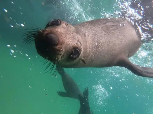 Šnorchlovanie s tuleňmi