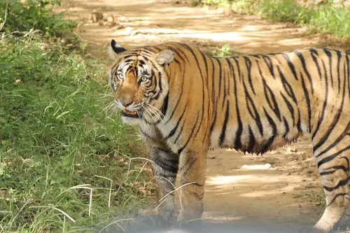 Bengalsky Tiger