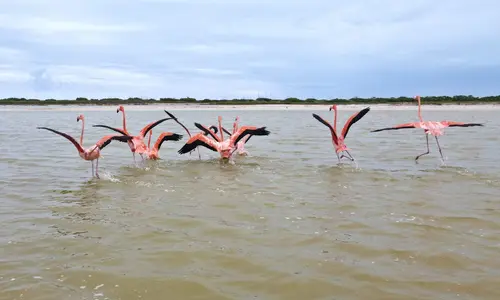 Flamingos